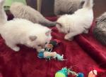 Sasha and Captain - Ragdoll Kitten For Sale - Aiken&comma; SC&comma; US