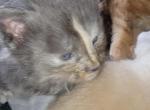 Echo - Maine Coon Kitten For Sale - GA&comma; US