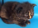 Raven - Maine Coon Kitten For Sale - GA&comma; US