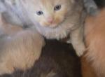 Jasper - Maine Coon Kitten For Sale - GA&comma; US