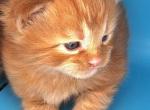 Lincoln - Maine Coon Kitten For Sale - GA&comma; US
