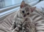 Ariella - Bengal Kitten For Sale - Belleville&comma; NJ&comma; US