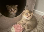 Adorable Scottish Fold Kittens for Adoption - Scottish Fold Kitten For Sale - Los Angeles&comma; CA&comma; US