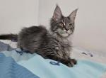 Silver Blue Tabby Maine Coon - Maine Coon Kitten For Sale - West Lafayette&comma; OH&comma; US