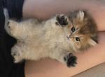 Theo - British Shorthair Kitten For Sale - Caldwell&comma; ID&comma; US