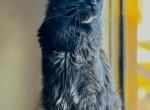 Roronoa - Maine Coon Cat For Sale - Chandler&comma; AZ&comma; US