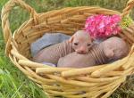 Spring Litter - Sphynx Kitten For Sale - Dover&comma; DE&comma; US