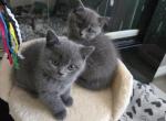 Manya - British Shorthair Kitten For Sale - Phoenix&comma; AZ&comma; US