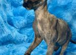 Victoria - Sphynx Kitten For Sale - Dresden&comma; OH&comma; US