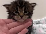Maine coon kittens - Maine Coon Kitten For Sale - Astoria&comma; OR&comma; US