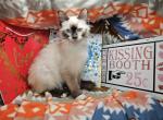 Balinese M Snow Shoe - Siamese Kitten For Sale - NY&comma; US