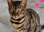 Nova - Bengal Cat For Sale - Berlin Center&comma; OH&comma; US