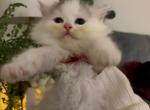 Turkish Angora Mix Kittens - Turkish Angora Kitten For Sale - Chicago&comma; IL&comma; US