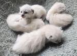 Siamese kittens - Siamese Kitten For Sale - Concord&comma; NH&comma; US