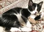 Tuxedo Boy - American Shorthair Kitten For Sale - GA&comma; US