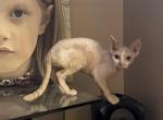 Enigma - Devon Rex Kitten For Sale - Johnson City&comma; TN&comma; US