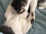 Marvel - Domestic Kitten For Sale - Tyndall AFB&comma; FL&comma; US