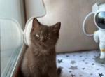 Willa1 - Scottish Straight Kitten For Sale - Los Angeles&comma; CA&comma; US