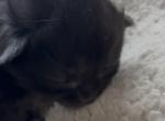 Jet black Jasper - Polydactyl Kitten For Sale - WI&comma; US