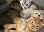 Scottish Fold & Straight litter - Scottish Fold Kitten For Sale - Charlotte&comma; NC&comma; US