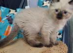 Beautiful seal point balinese kittens ready March - Balinese Kitten For Sale - 