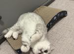 Tuti - British Shorthair Kitten For Adoption - Phoenix&comma; AZ&comma; US