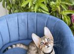 Black F7 - Savannah Kitten For Sale - Bradenton&comma; FL&comma; US