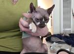 Flips - Sphynx Kitten For Sale - Landers&comma; CA&comma; US