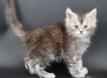 Halo Polydactyl Female - Maine Coon Kitten For Sale - Champaign&comma; IL&comma; US