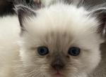 Leo - Ragdoll Kitten For Sale - Scottsdale&comma; AZ&comma; US