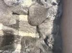 Grey litter - British Shorthair Kitten For Sale - Clifton&comma; NJ&comma; US