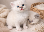 Aristocatpurrs - Ragdoll Kitten For Sale - Marysville&comma; MI&comma; US