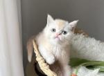 Teddy - British Shorthair Kitten For Sale - Clifton&comma; NJ&comma; US