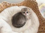 Ash - Scottish Fold Kitten For Sale - Carmichael&comma; CA&comma; US