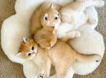 Tiger - British Shorthair Kitten For Sale - Yorba Linda&comma; CA&comma; US