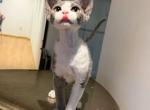 Fiona - Devon Rex Kitten For Sale - San Jose&comma; CA&comma; US