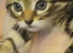 Brian and stella - Bengal Kitten For Sale - Saint Paul&comma; MN&comma; US