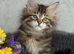Rufus - Siberian Kitten For Sale - Pembroke Pines&comma; FL&comma; US