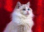 Winston - Ragdoll Kitten For Sale - Pembroke Pines&comma; FL&comma; US