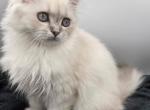 Elsa - Domestic Kitten For Sale - Redmond&comma; WA&comma; US