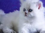 Betti - Scottish Straight Kitten For Sale - Hollywood&comma; FL&comma; US