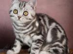 Cloud - Scottish Straight Kitten For Sale - Hollywood&comma; FL&comma; US
