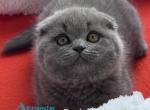 Peter - Scottish Fold Kitten For Sale - Hollywood&comma; FL&comma; US