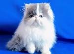 Yasmine - Persian Kitten For Sale - Pembroke Pines&comma; FL&comma; US