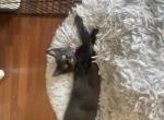 Fluff ball - American Longhair Kitten For Sale - Forney&comma; TX&comma; US