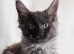Elwood - Maine Coon Kitten For Sale - Glenview&comma; IL&comma; US