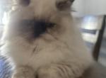 Berry - Domestic Kitten For Sale - Ashburn&comma; VA&comma; US