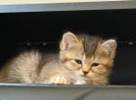 Lola - Scottish Straight Kitten For Sale - Pittsfield&comma; MA&comma; US
