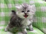 OMalley Orange - Persian Kitten For Sale - Cayce&comma; SC&comma; US