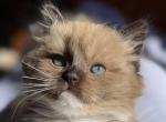 Theo - Ragdoll Kitten For Sale - Saugerties&comma; NY&comma; US